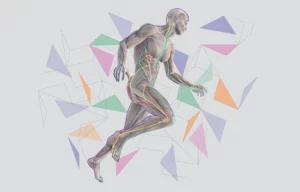 A digitally rendered anatomical illustration of a human body in a running pose.