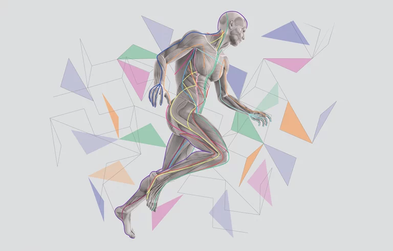 A digitally rendered anatomical illustration of a human body in a running pose.