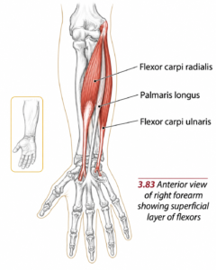 Anterior Forearm Flexor