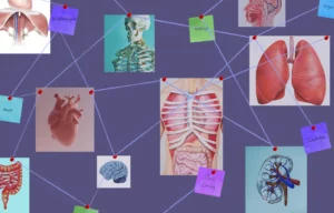 Illustration of a human cadaver highlighting anatomy for educational purposes.