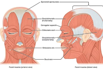 Diagram showcasing the facial and head muscles, emphasizing their arrangement and function in human anatomy.