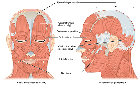 Diagram showcasing the facial and head muscles, emphasizing their arrangement and function in human anatomy.