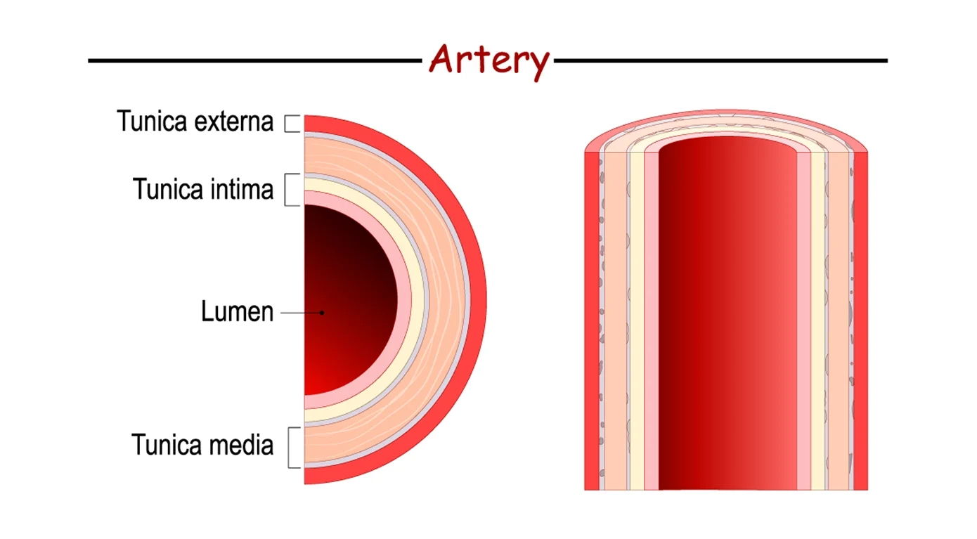 Cross-sectional anatomical illustration of an artery.