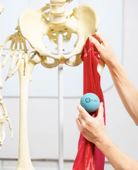 Proff-page-mbr3 Hands demonstrating hip anatomy on a skeleton model using a therapy ball and resistance band near the pelvis.