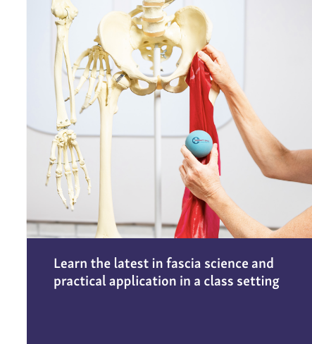 A human skeletal model with a person's hands holding a red fabric and a light blue ball.